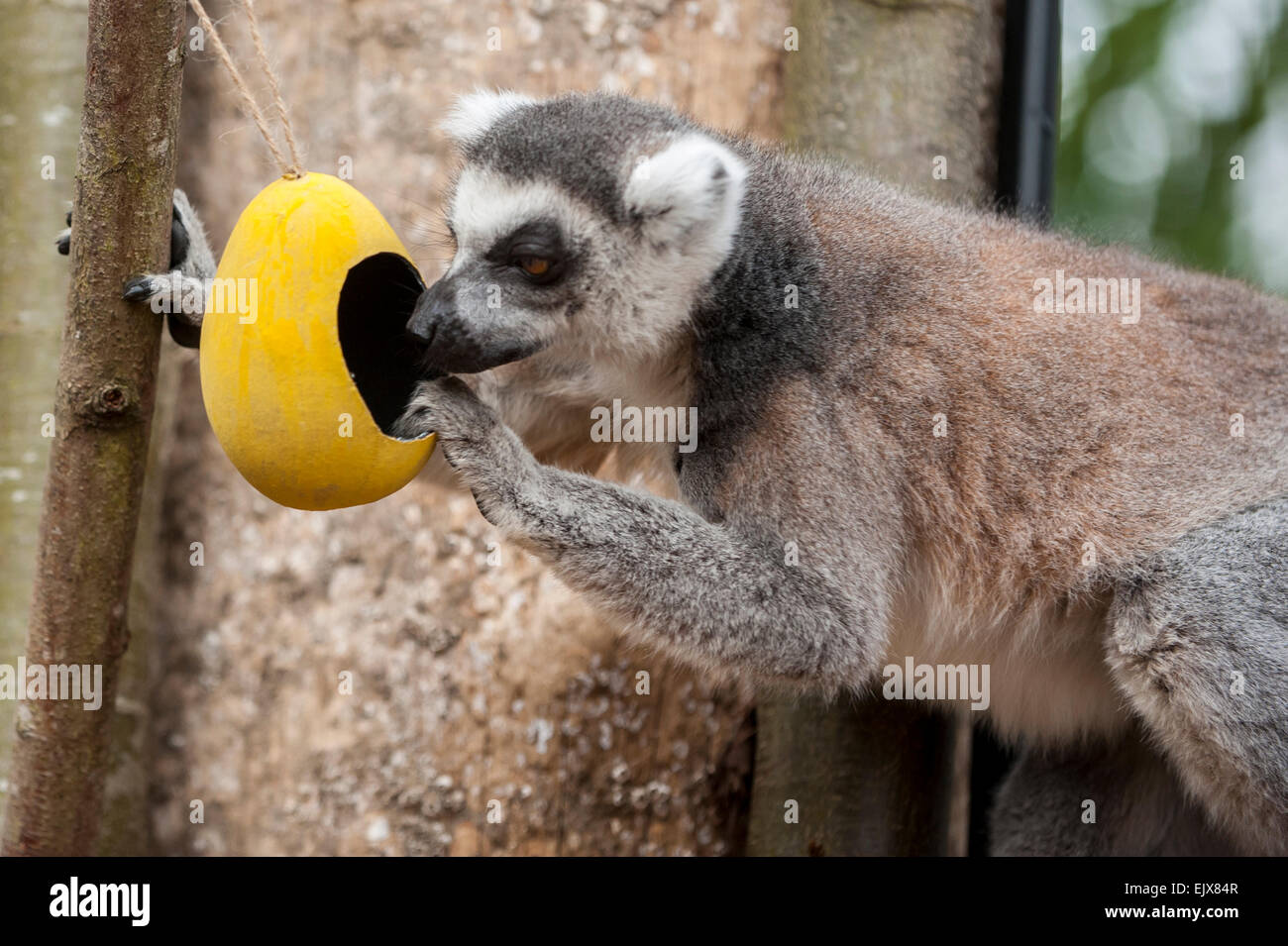 Egg, Eggs - Black Lemur On Drugs Egg, Eggs - Black Lemur On Drugs