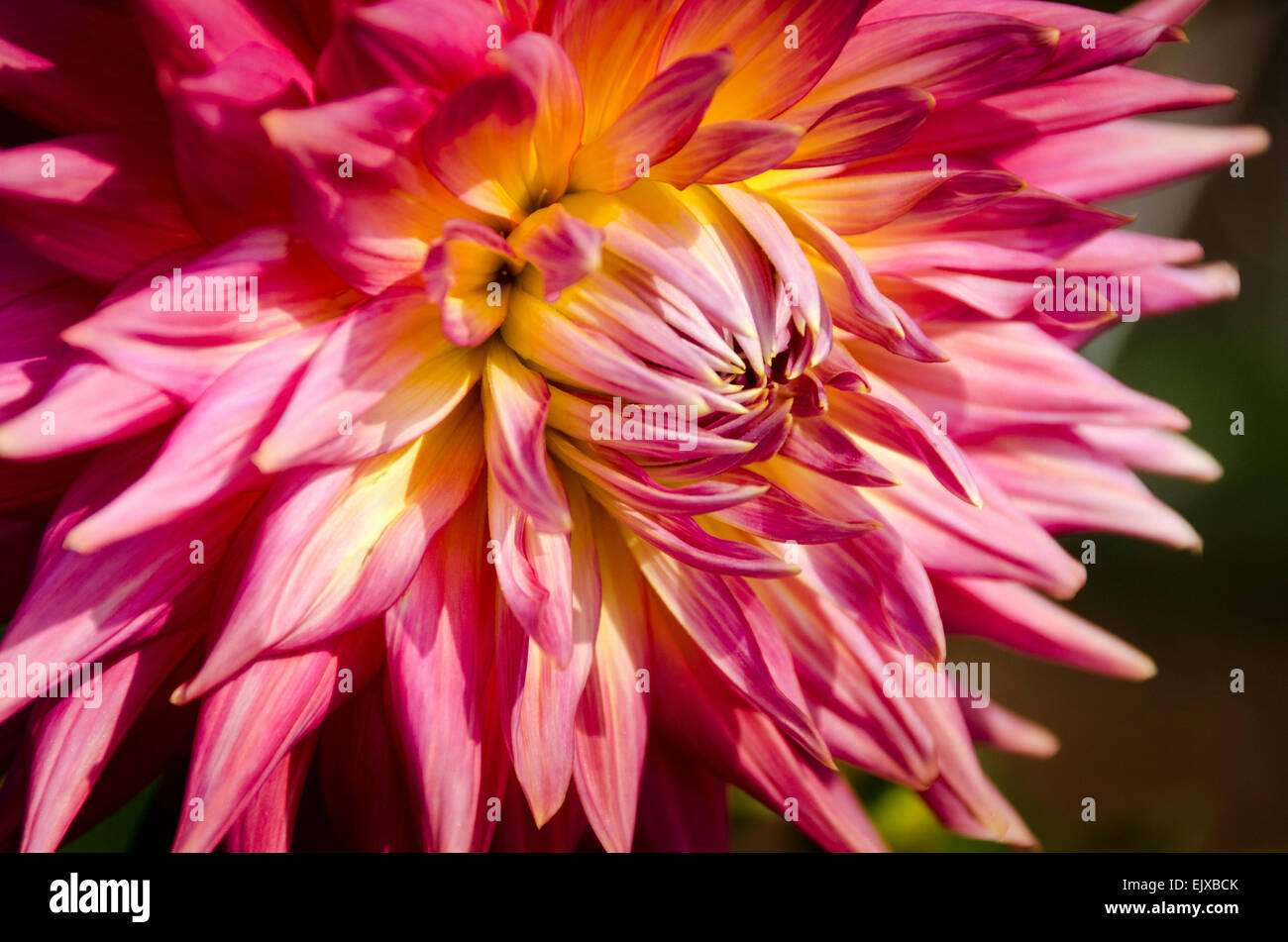 A spiky petalled dahlia growing outside with graduated petals that