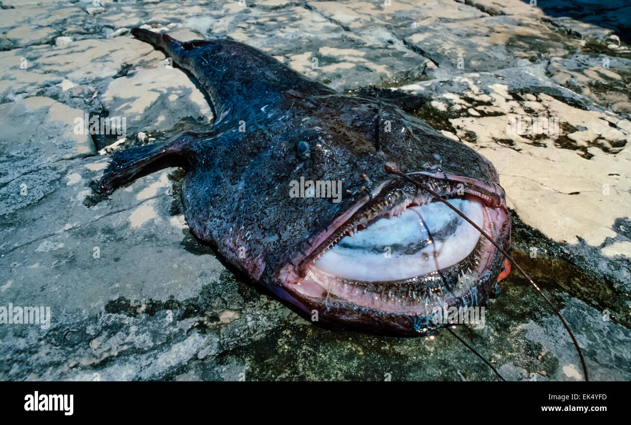 Lophius brachysomus
