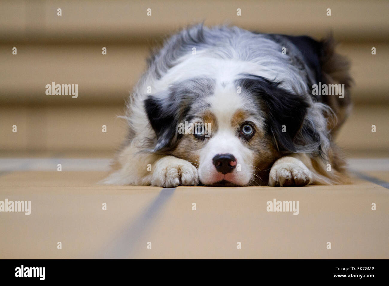 miniature australian shepherd 3 months dog australian shepherd aussie stock photos u0026 dog australian miniature australian shepherd 3 months dog australian shepherd aussie stock photos u0026 dog australian