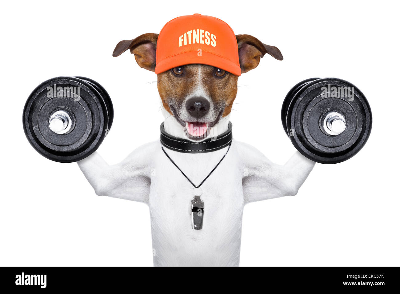 fitness dog Stock Photo, Royalty Free Image 80787497 Alamy
