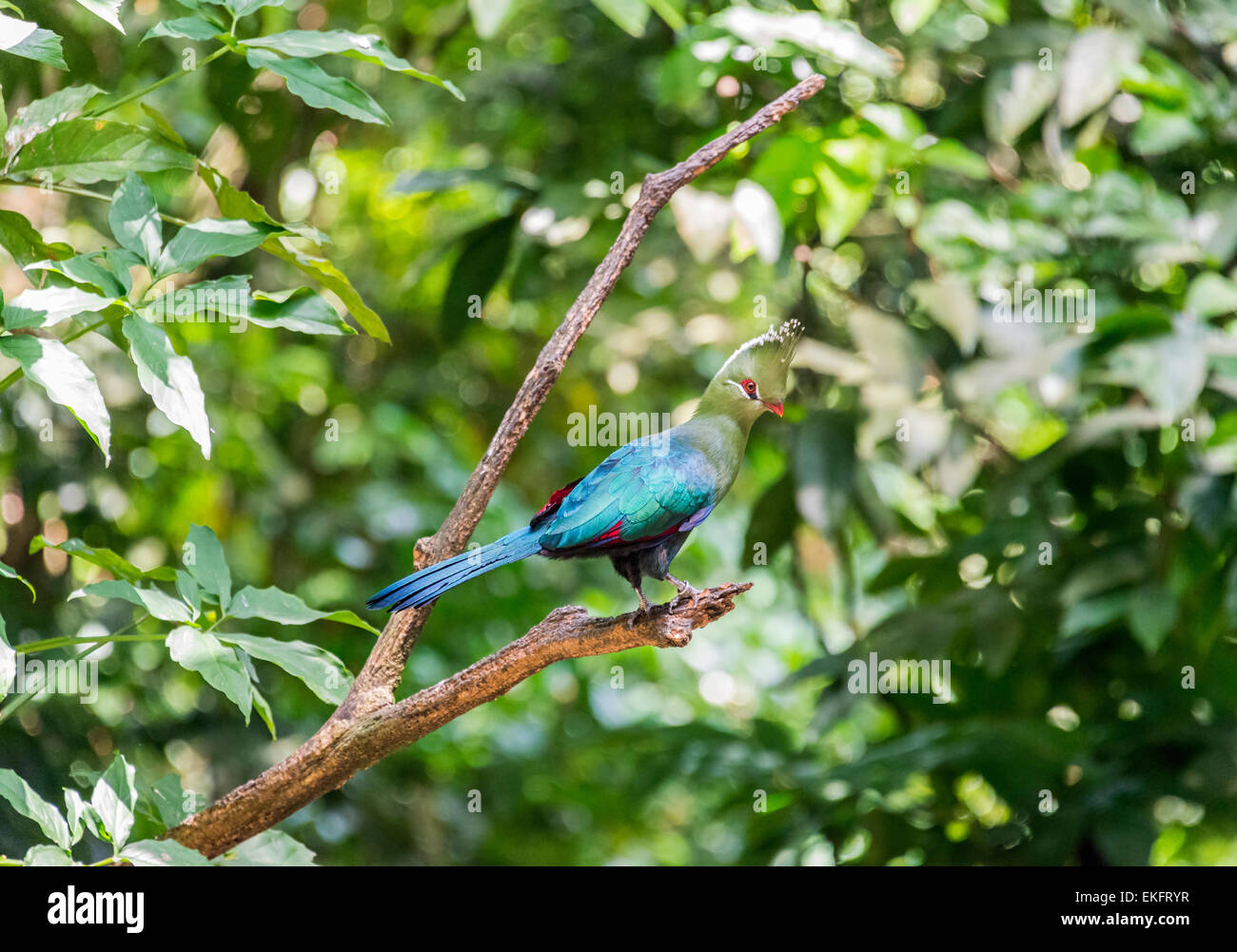 Turacos Hi Res Stock Photography And Images Alamy