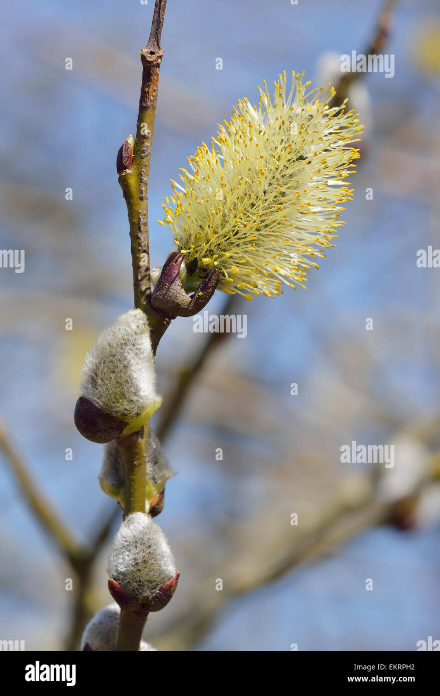 Goat Willow Or Pussy Willow Salix Caprea Male Catkin Stock Photo Alamy