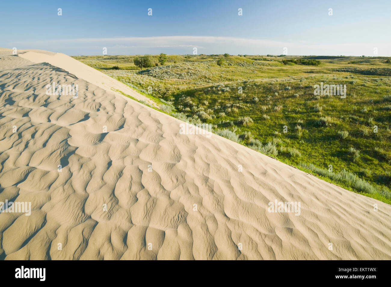 Sand Dunes In The Great Sand Hills; Sceptre Saskatchewan Canada Stock Photo, Royalty Free Image