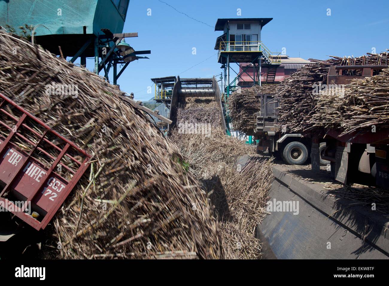 Delivery Truck Dumping Raw Sugar Cane At Sugar Mill; Bais City Stock