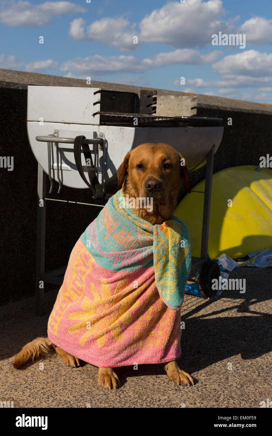 Dog wrapped in a towel by the seaside Stock Photo, Royalty Free Image 81146501 Alamy