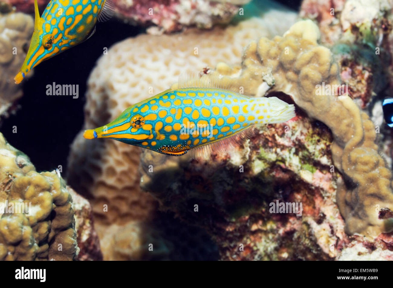 longnose-filefish-oxymonacanthus-longiro