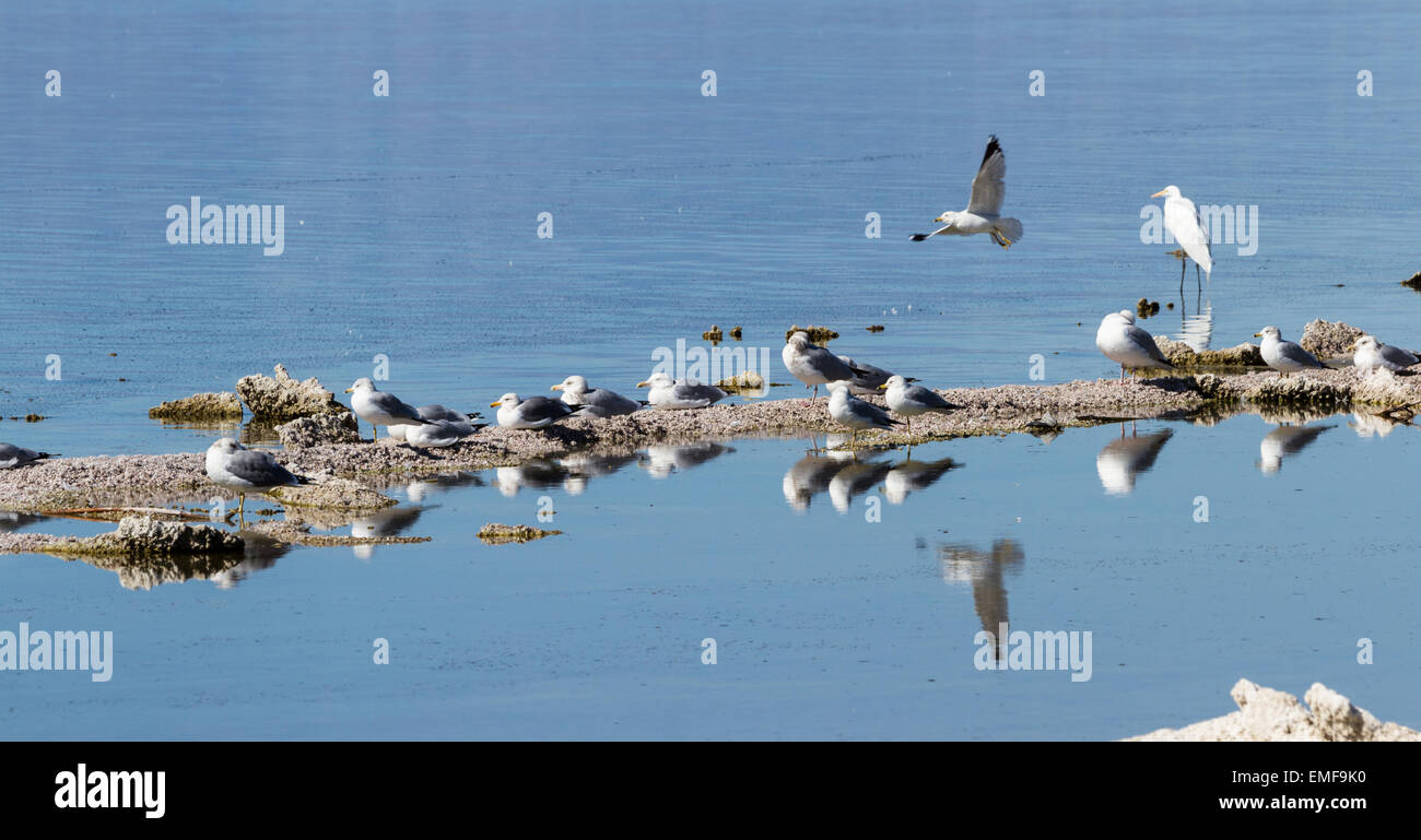 free эдисон и морзе