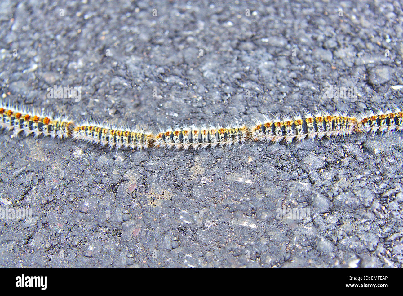 Oak Processionary Caterpillars Or Thaumetopoea Processionea On Spring