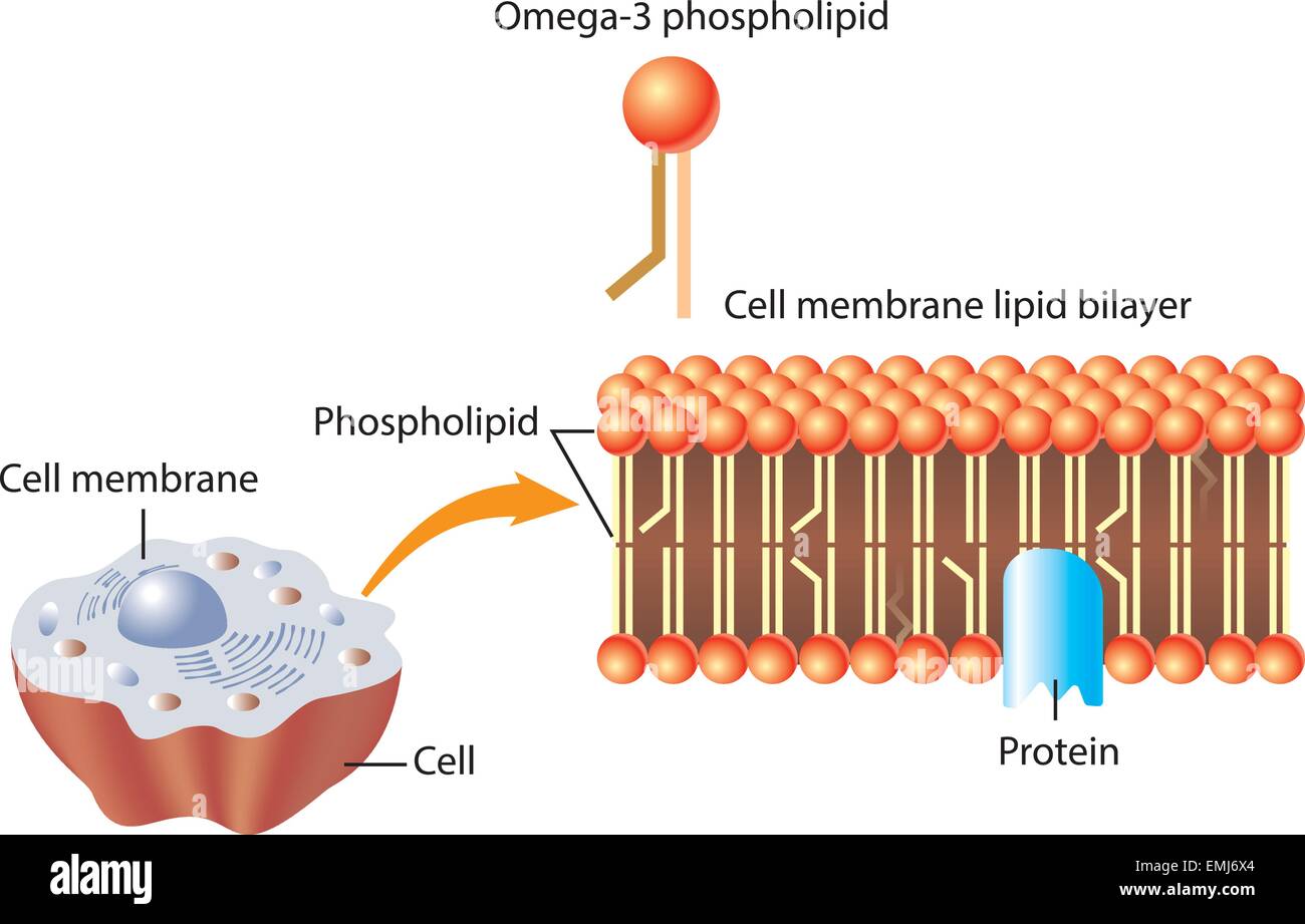 Omega 3 Phospholipid And Skin Cell Membrane Lipid Layer Structure Stock