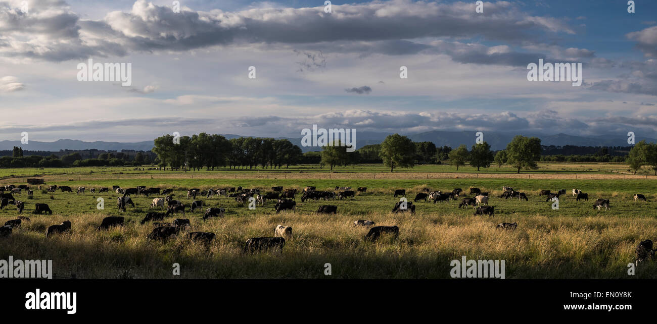 dairy-herd-grazing-in-a-pasture-outside-
