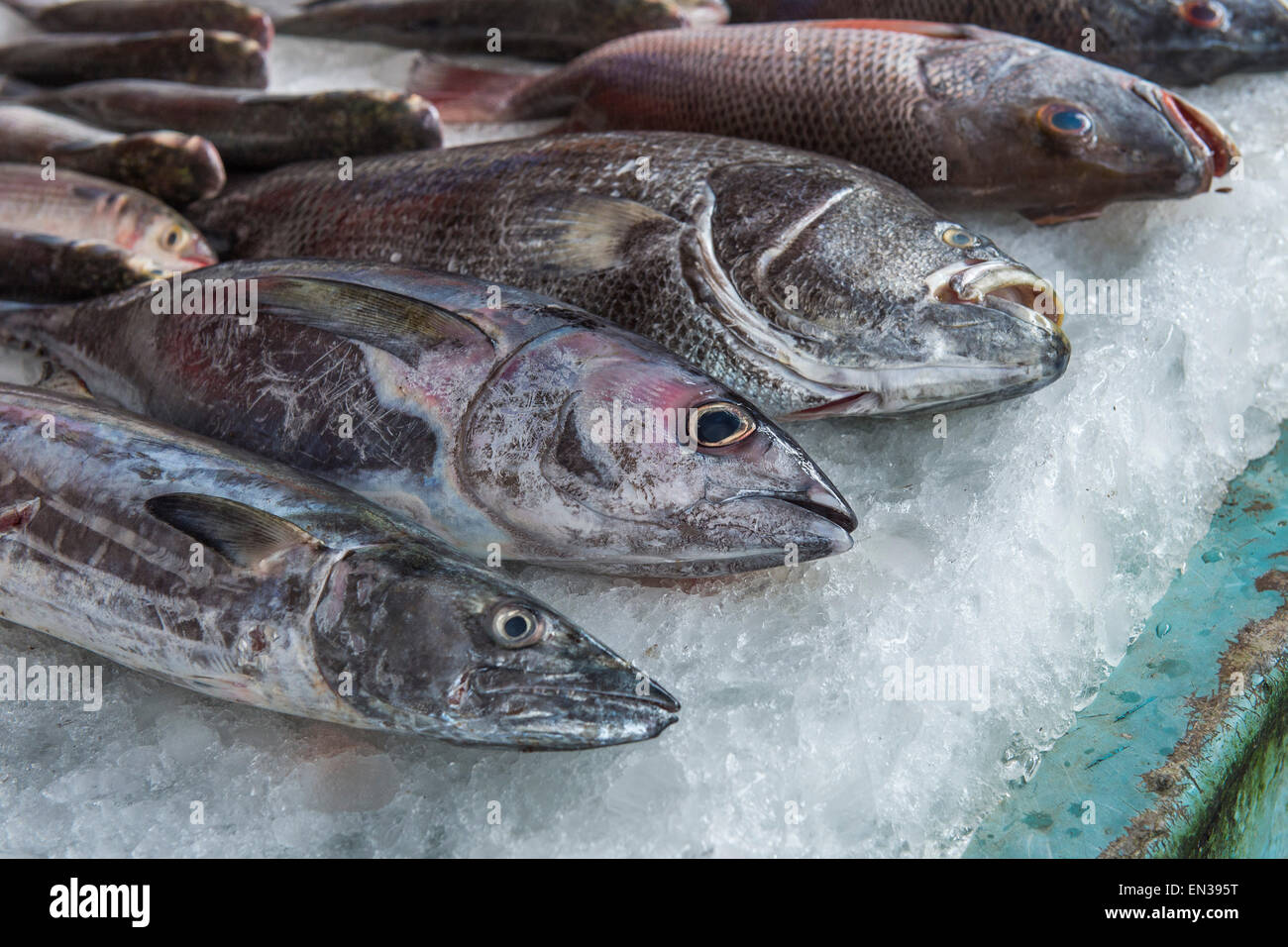 Freshly caught fish on ice, fish market, Fort Cochin, Kochi, Kerala
