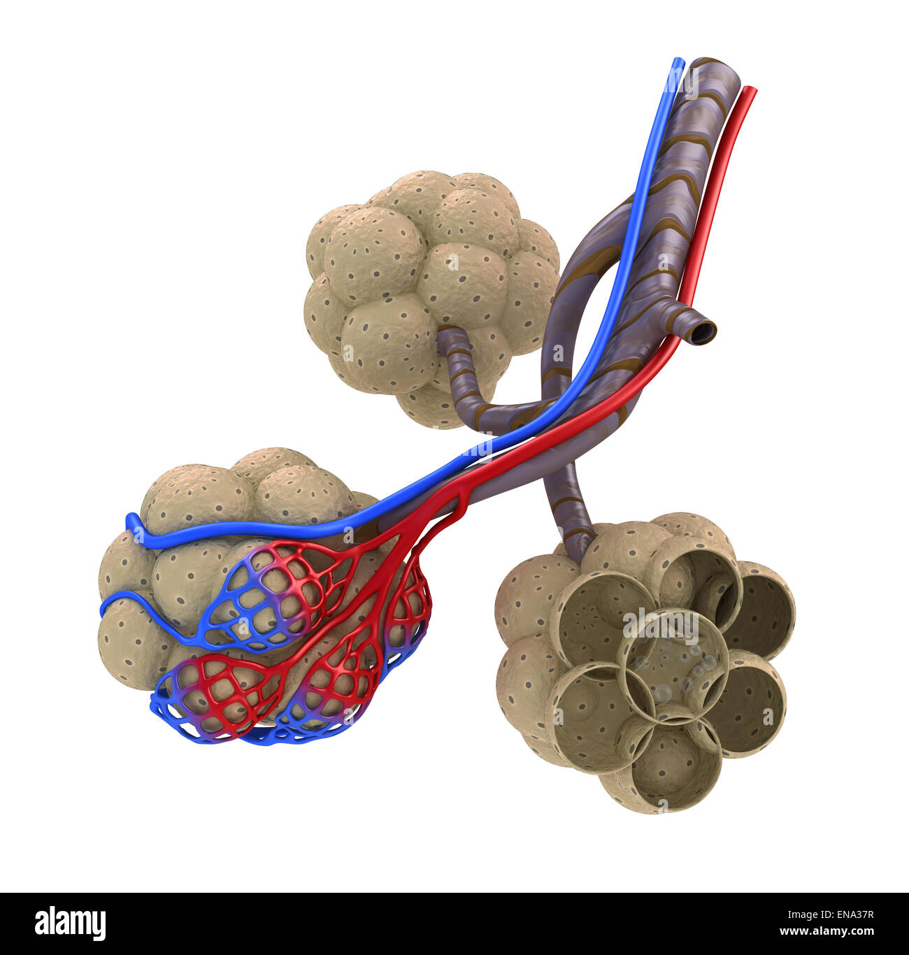 Human Lung Alveoli Cut Out Stock Images Pictures Alamy