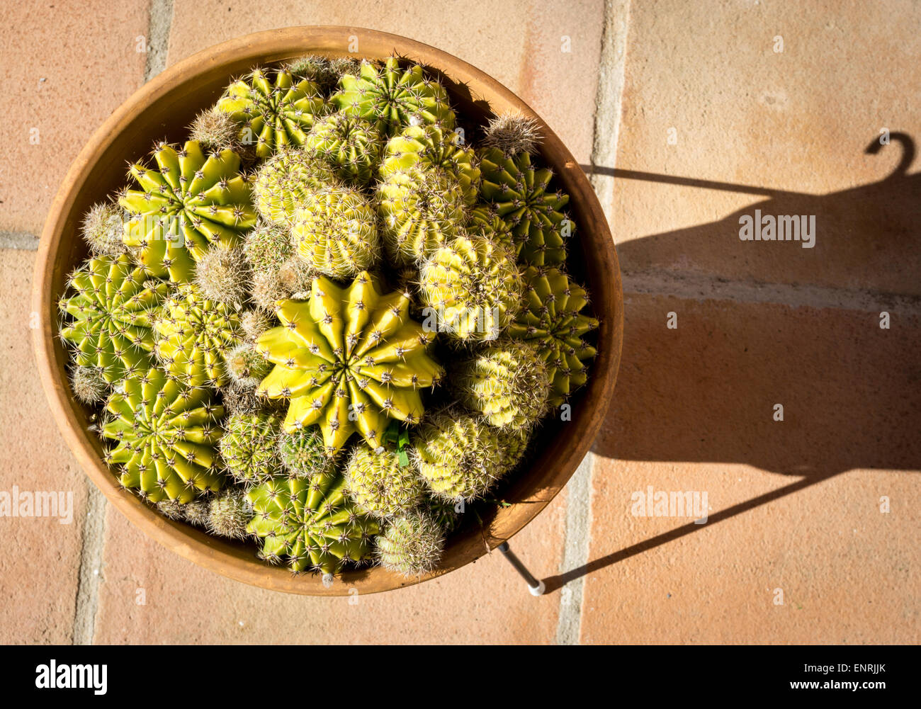 a-bowl-of-mixed-cactii-shown-in-sunny-co