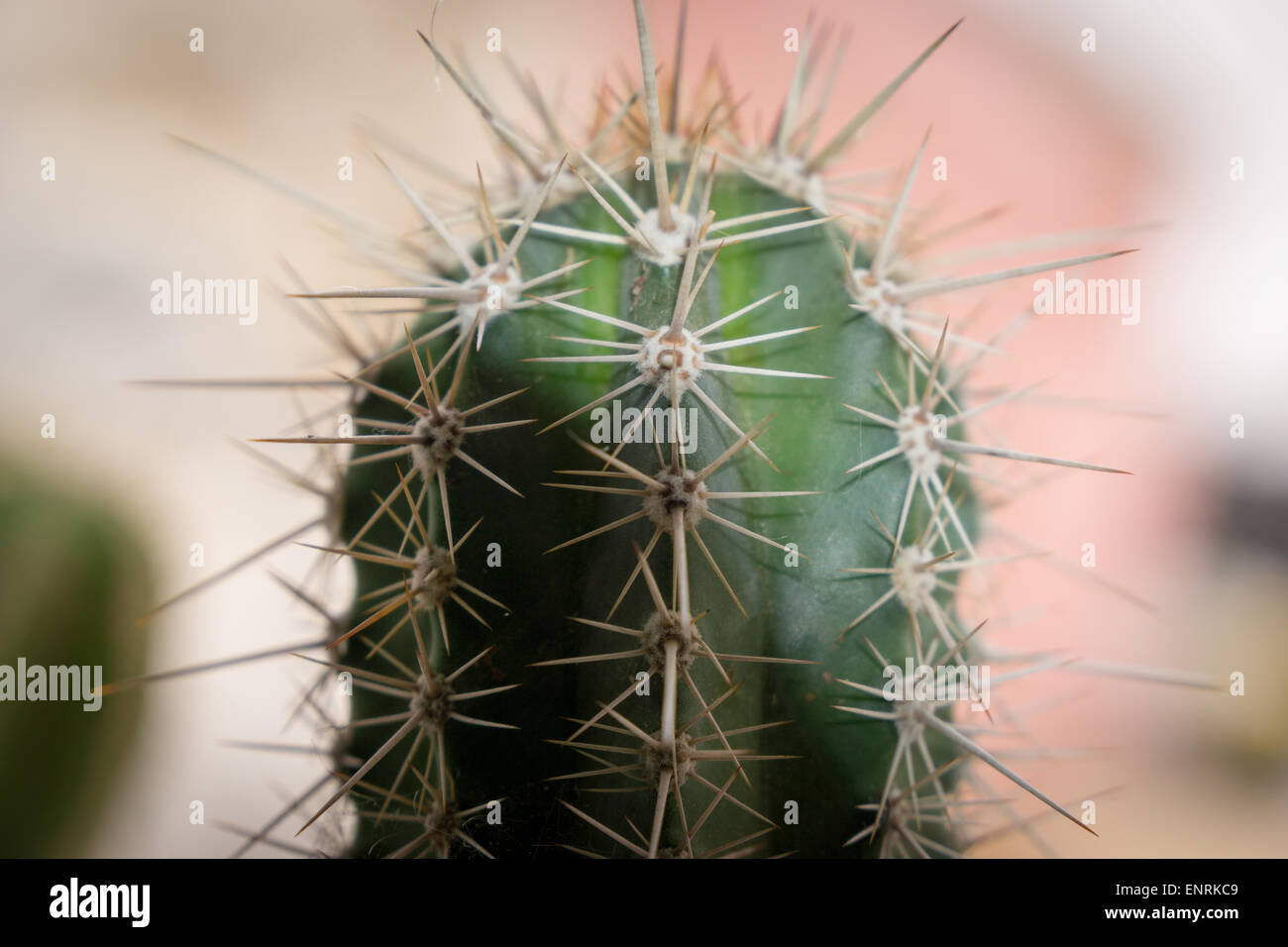 a-close-up-of-a-spiky-cactus-ENRKC9.jpg