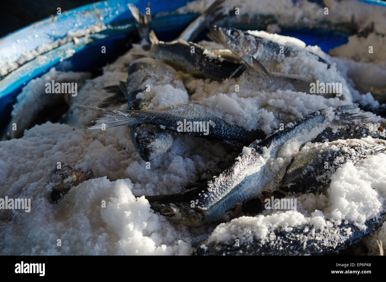 Barrels Of Chum Salted Herring Used As Bait In Lobster Traps Stock
