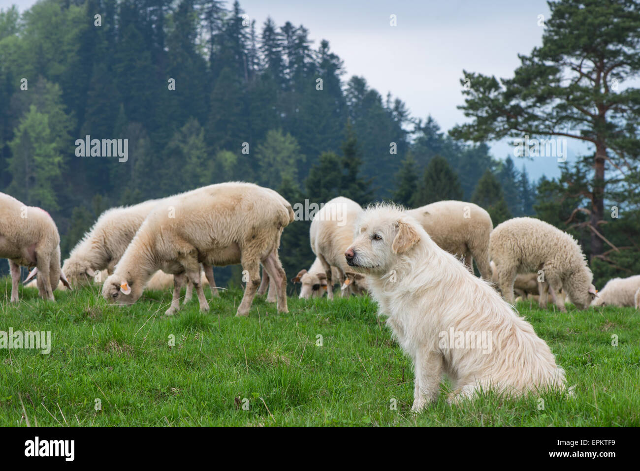 Dog shepherd guarding herd on traditional sheep grazing on hills in