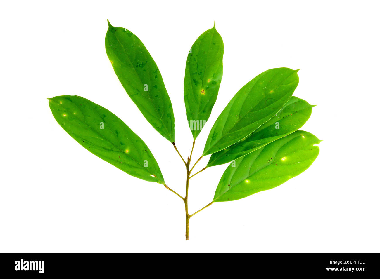 Ryparosa acuminata Achariaceae Stock Photo Royalty Free Image 