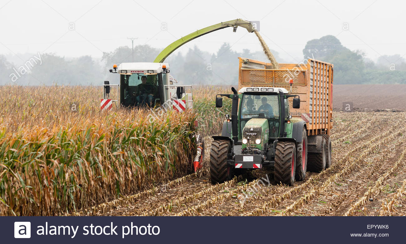 farmer harvesting corn with a tractor and a harvester Stock Photo