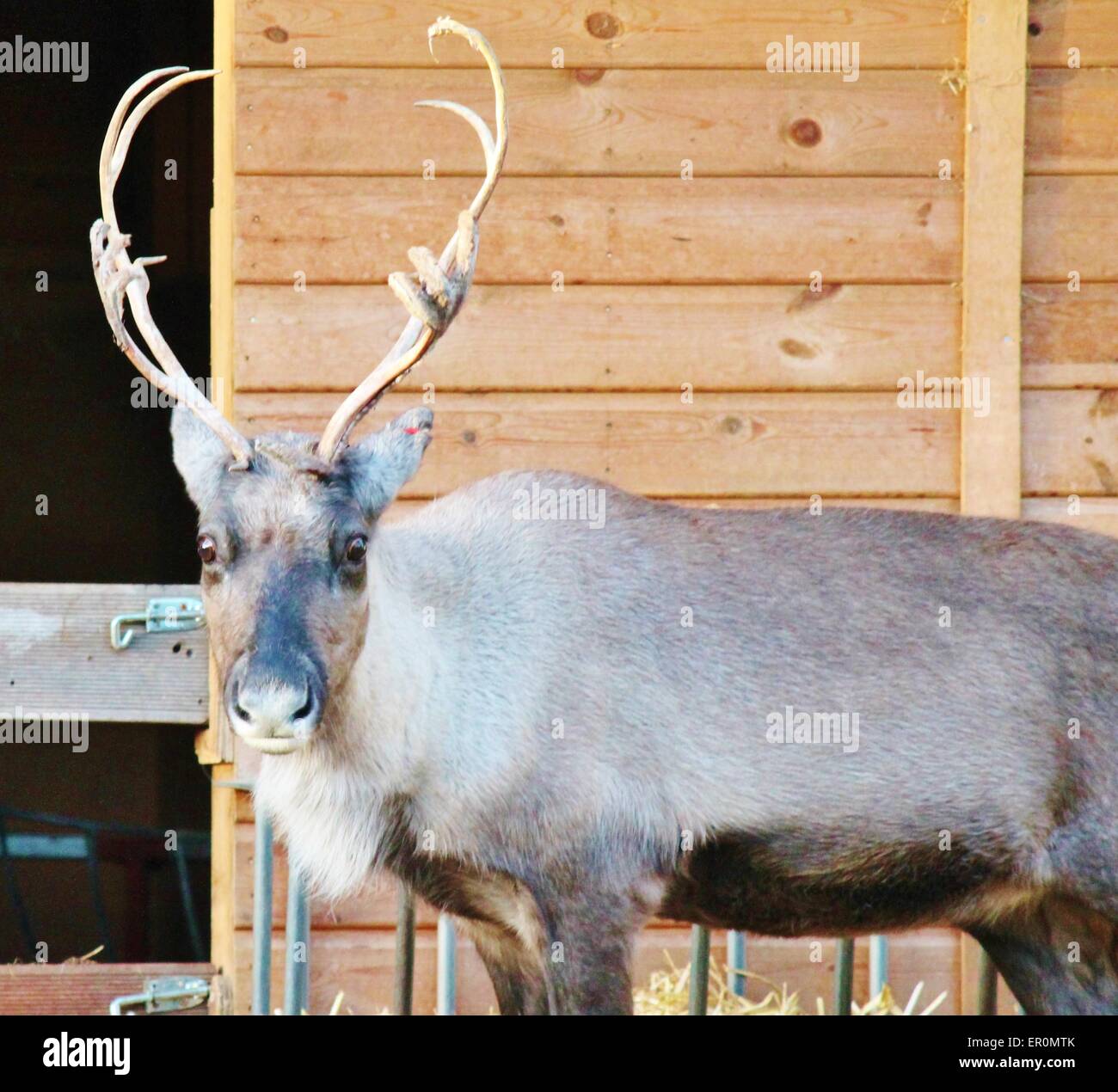 Full Grown Shaggy Reindeer With Antlers Reindeer Caribou Deer Male