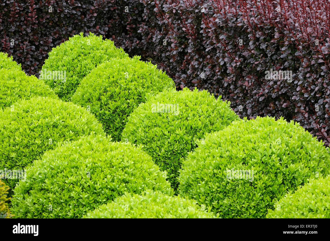 clipped yew ball shaped hedges Stock Photo, Royalty Free Image