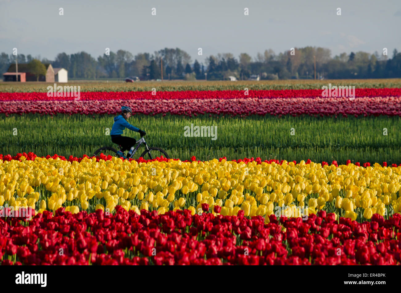 cyclist-riding-by-the-colourful-tulip-fi