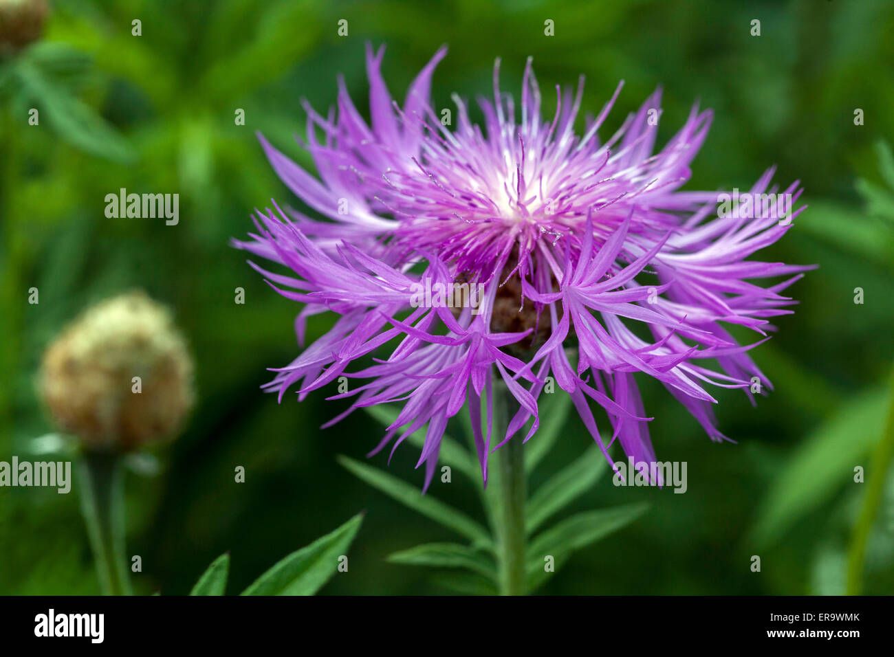 Centaurea dealbata, Persian Cornflower Stock Photo, Royalty Free Image