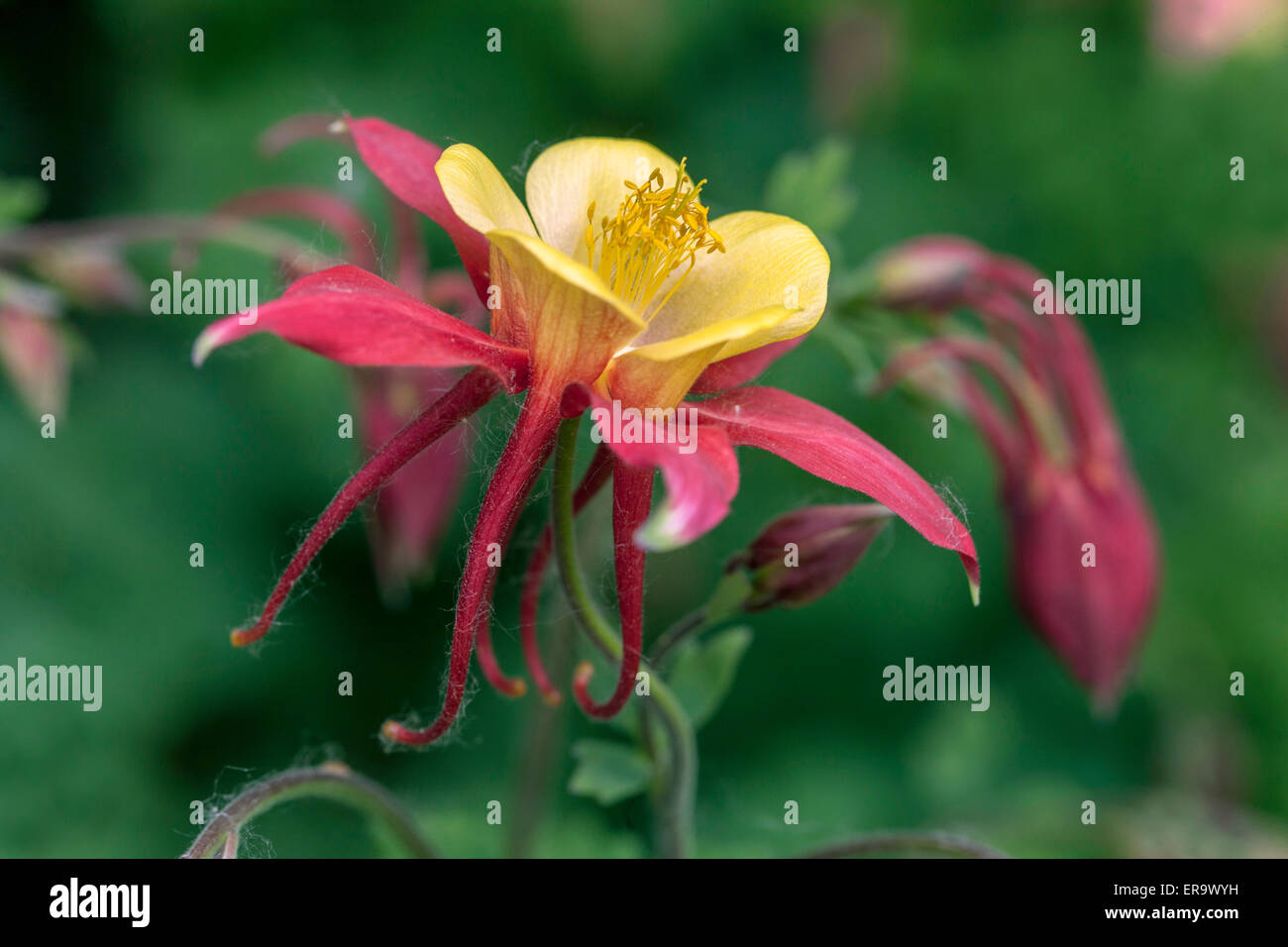 Granny s Columbine Aquilegia vulgaris Stock Photo, Royalty Free
