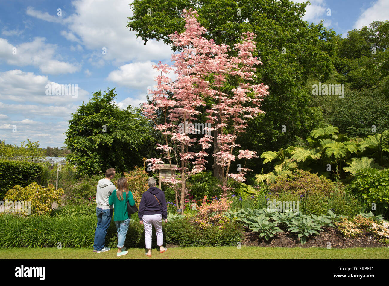Toona sinensis 'Flamingo', RHS Wisley Garden, Surrey, England, UK Stock