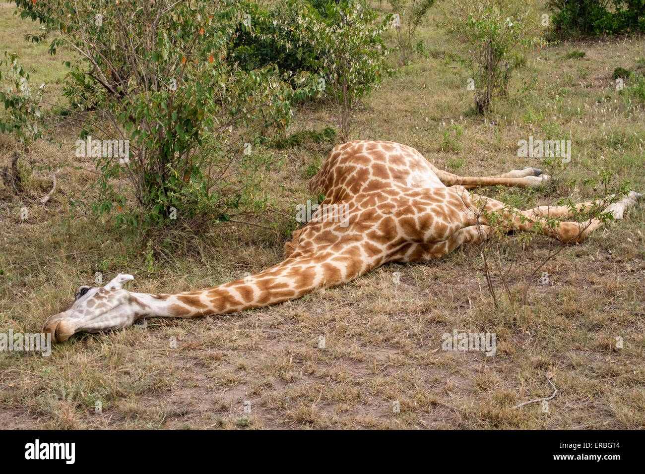 giraffe (Giraffa camelopardalis) adult lying fresh dead on ground Stock
