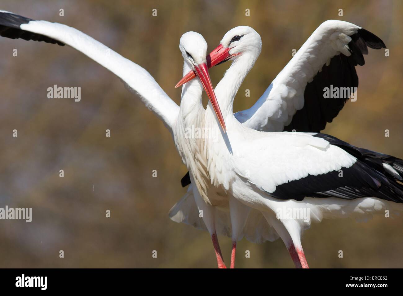 Mating White Storks Hi Res Stock Photography And Images Alamy