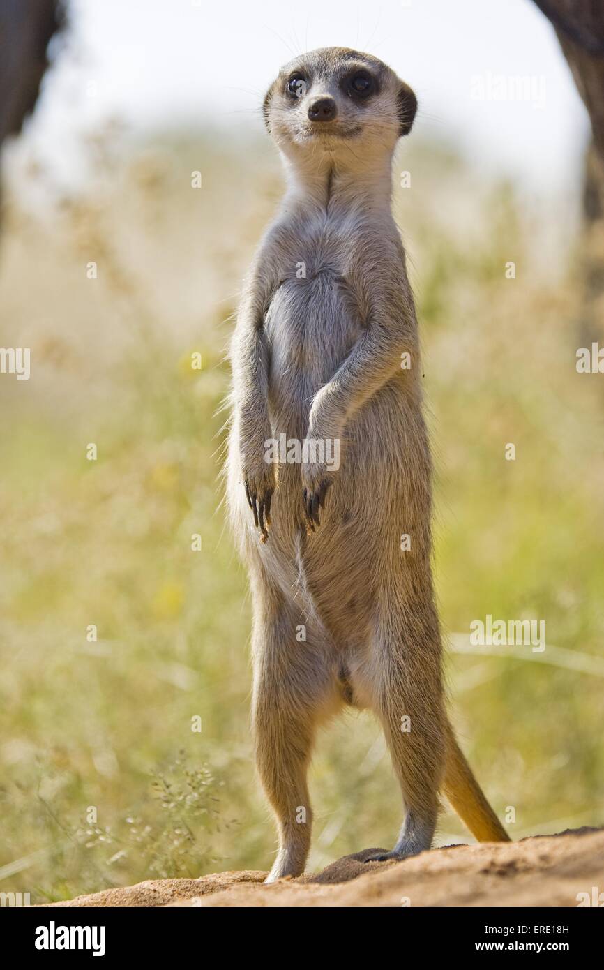 suricat Stock Photo, Royalty Free Image: 83286913 - Alamy