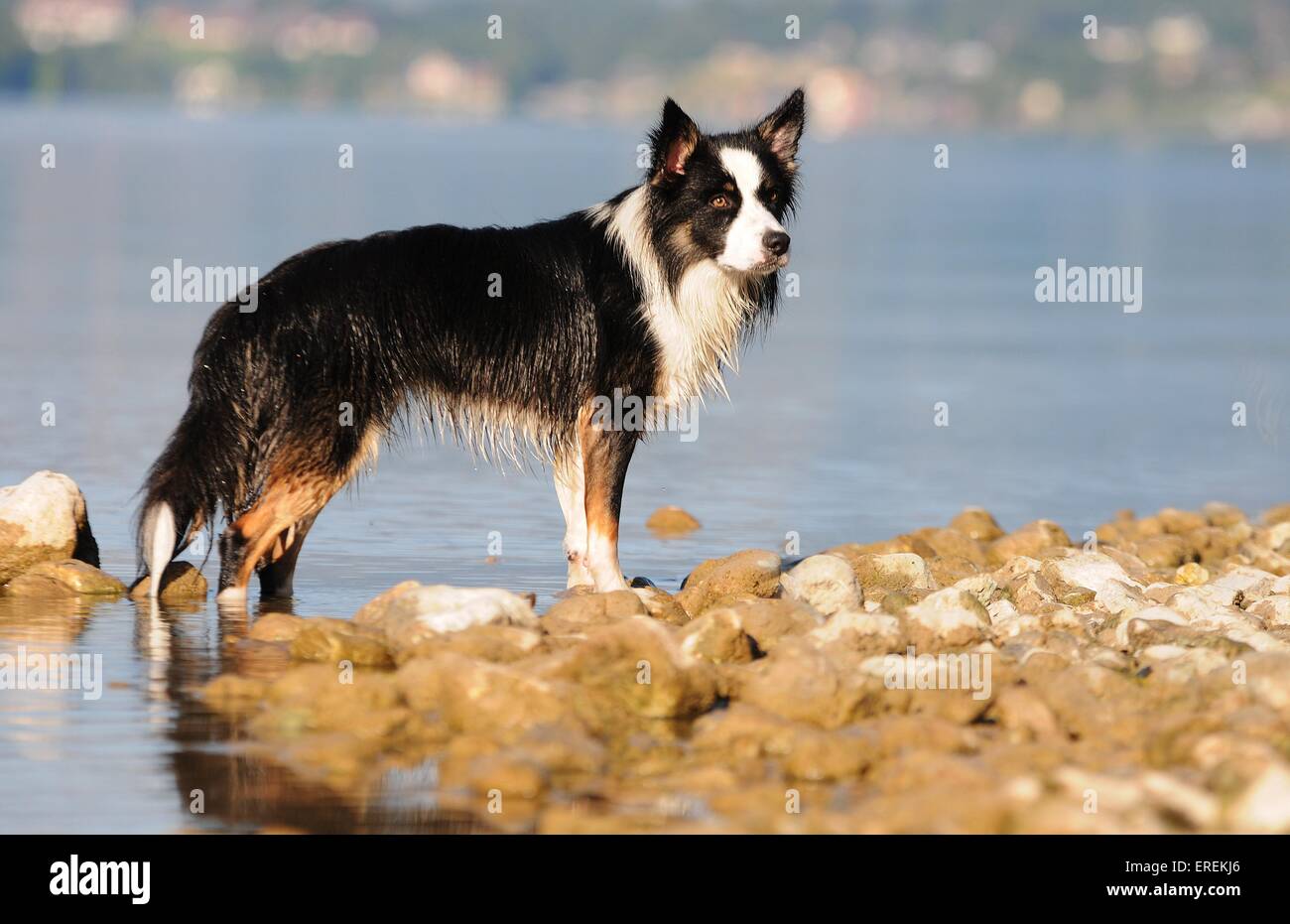 australian shepherd and border collie australian shepherd border collie mongrel stock photo royalty australian shepherd and border collie australian shepherd border collie mongrel stock photo royalty