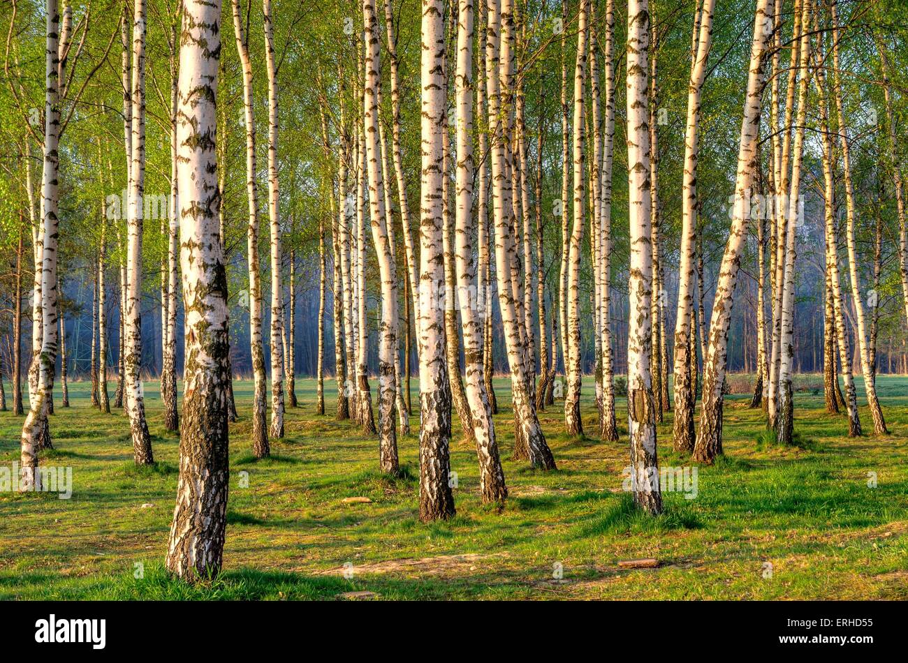 Landscape Deciduous Trees Hi Res Stock Photography And Images Alamy