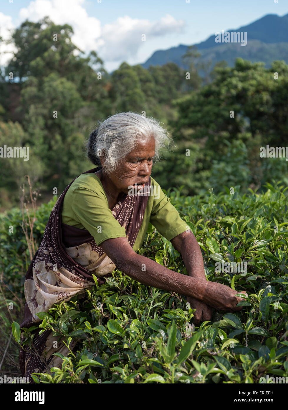 Tea Picker At Plantation Near Ella Sri Lanka Stock Photo Alamy