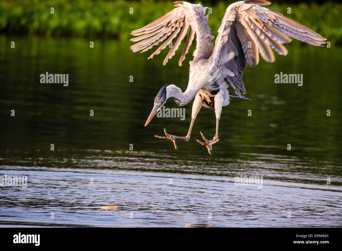cocoi-heron-or-white-necked-heron-ardea-