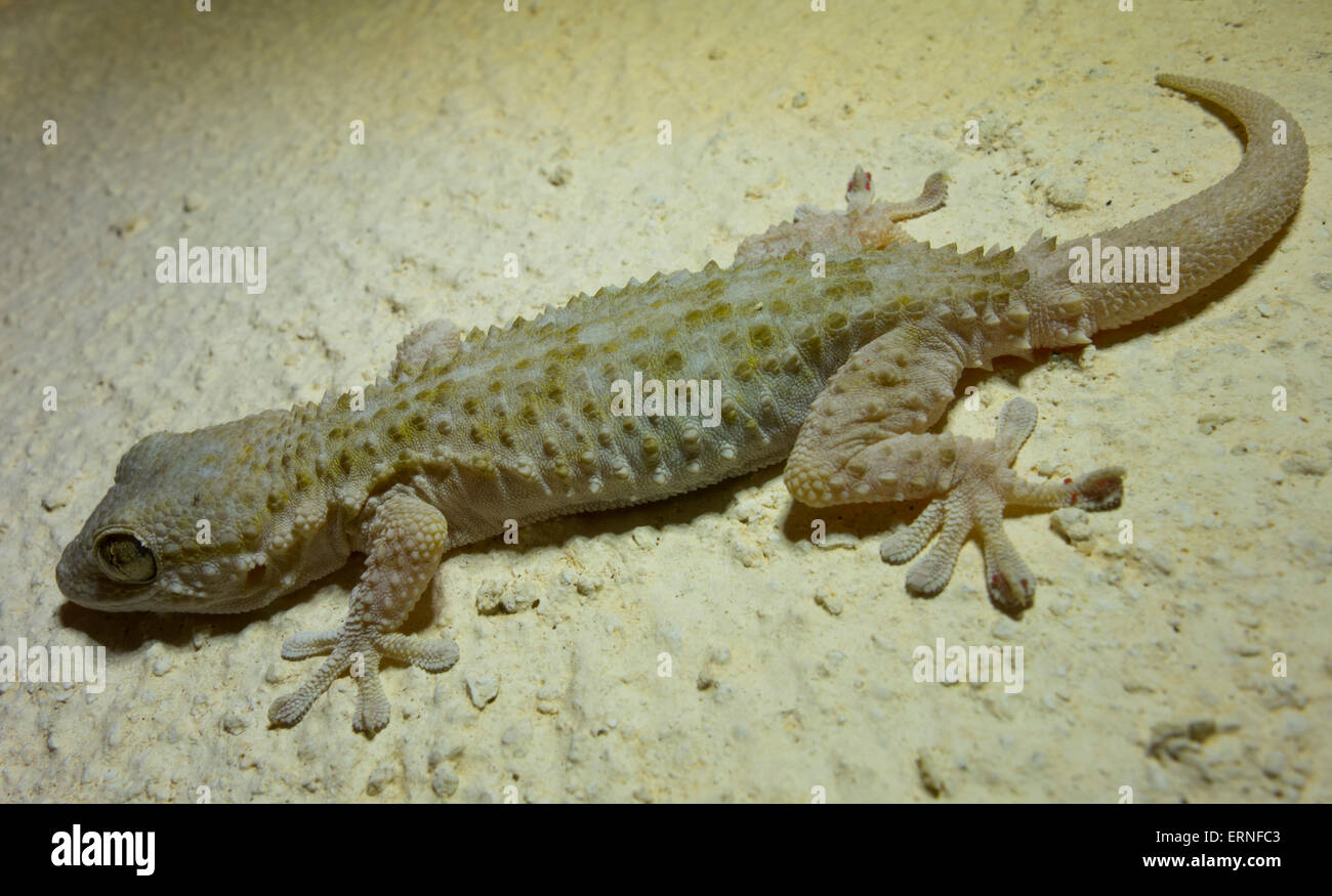 close up mediterranean house gecko, hemidactylus turcicus, from close up mediterranean house gecko, hemidactylus turcicus, from