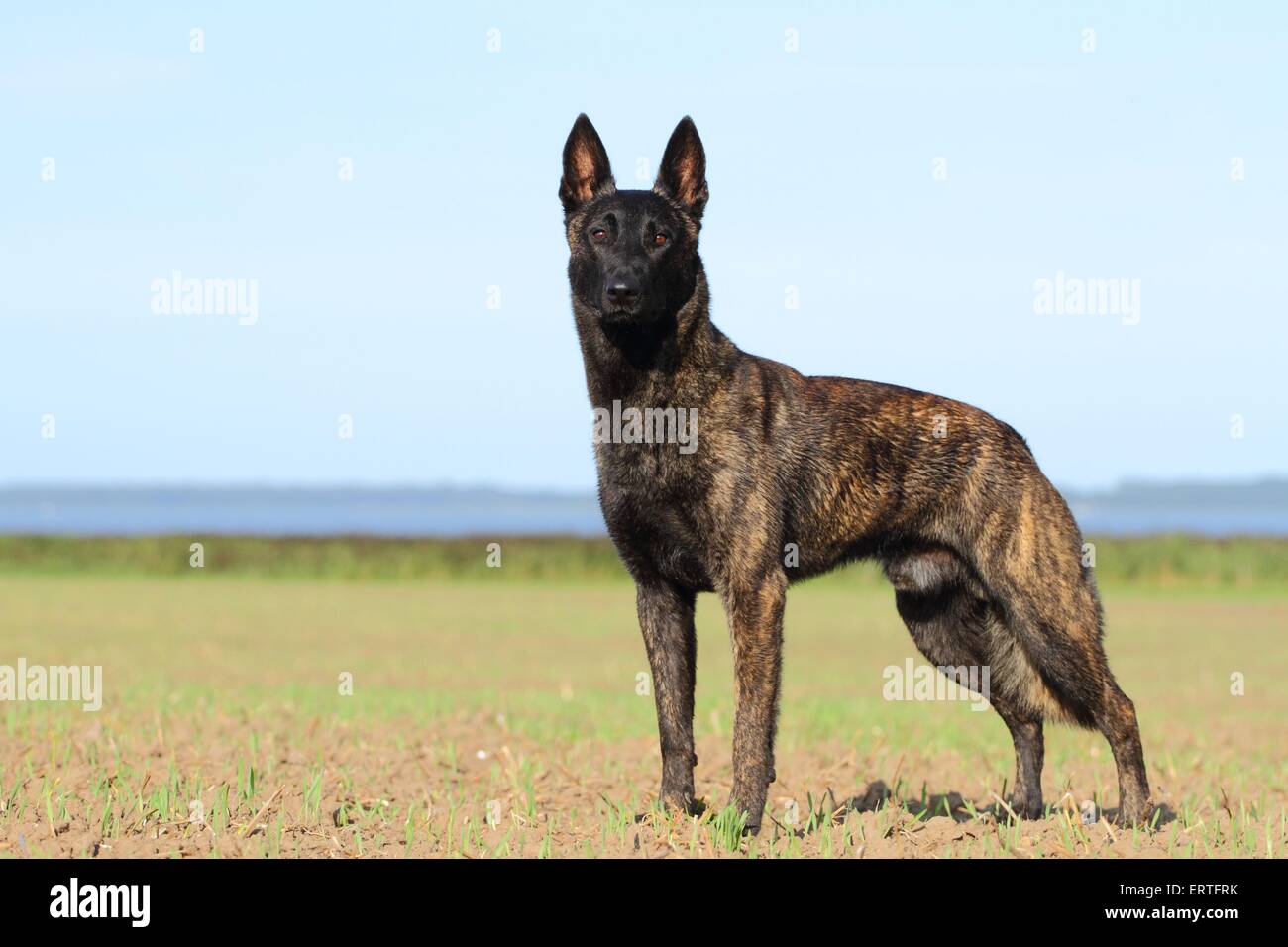 Hollandse Herdershond Stock Photo Royalty Free Image 83517831 Alamy