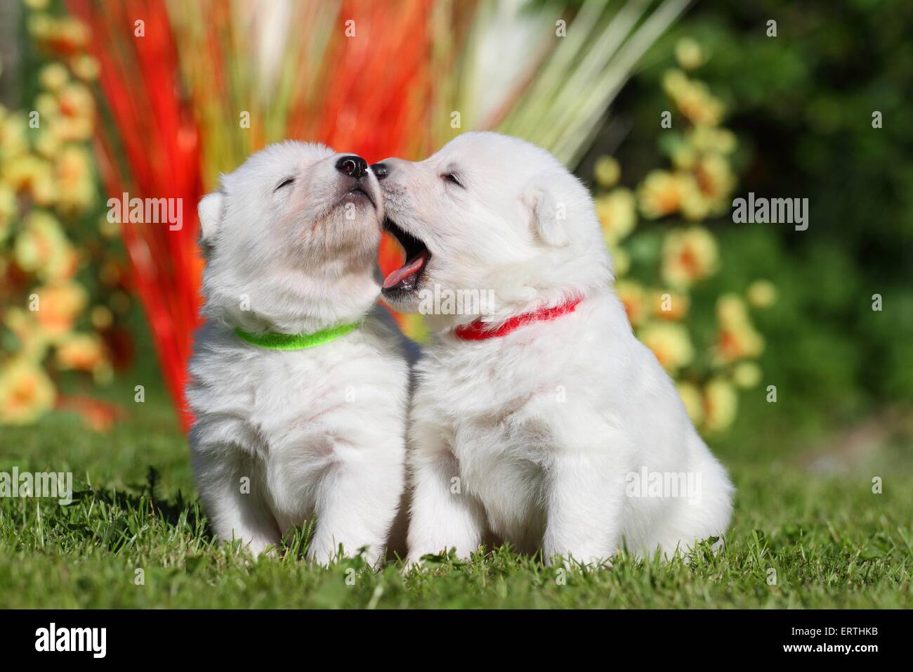 Berger Blanc Suisse Puppies Stock Photo, Royalty Free Berger Blanc Suisse Puppies Stock Photo, Royalty Free