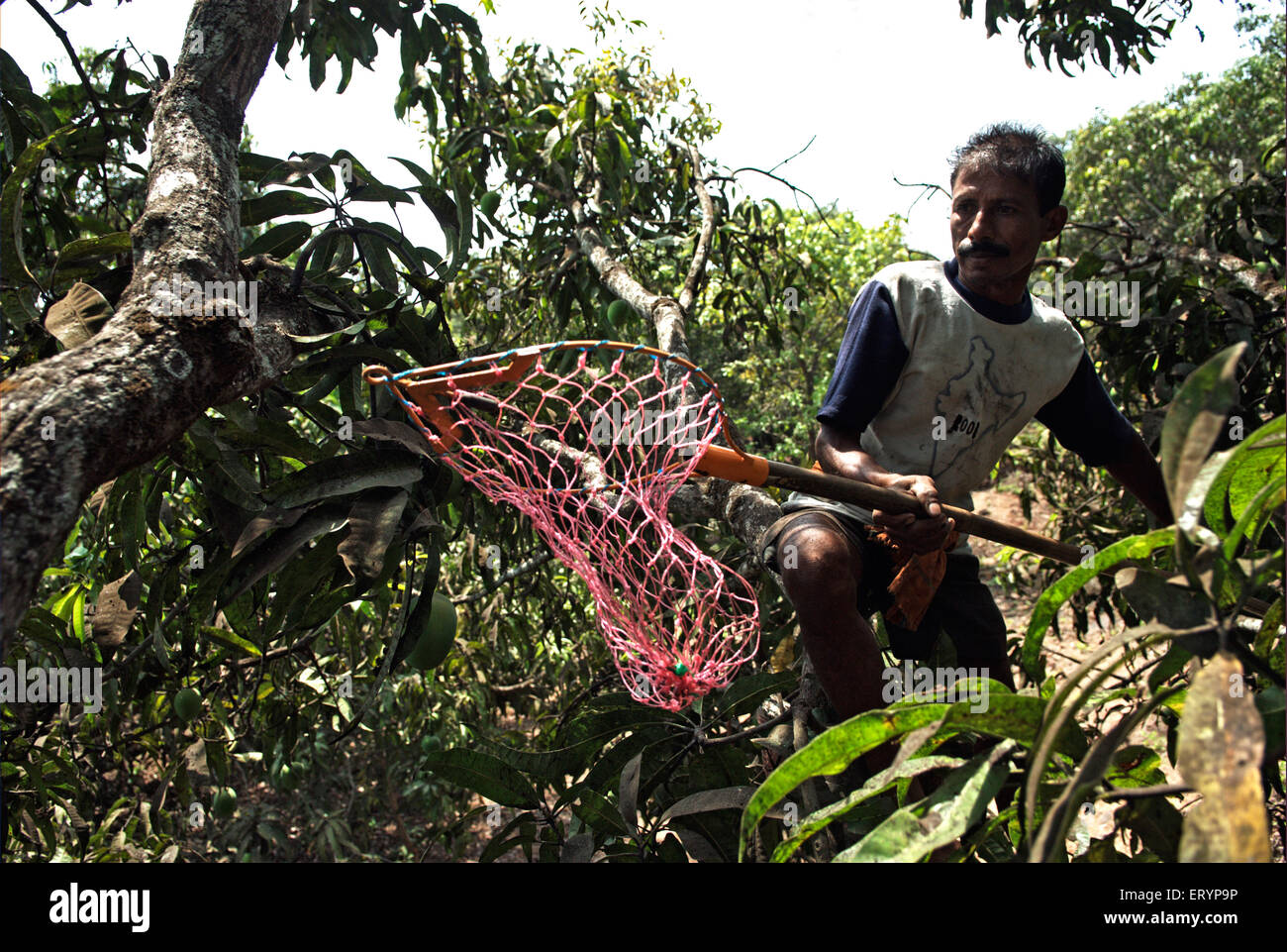 Worker plucking alphonso mangoes in farm at Velas village Ratnagiri