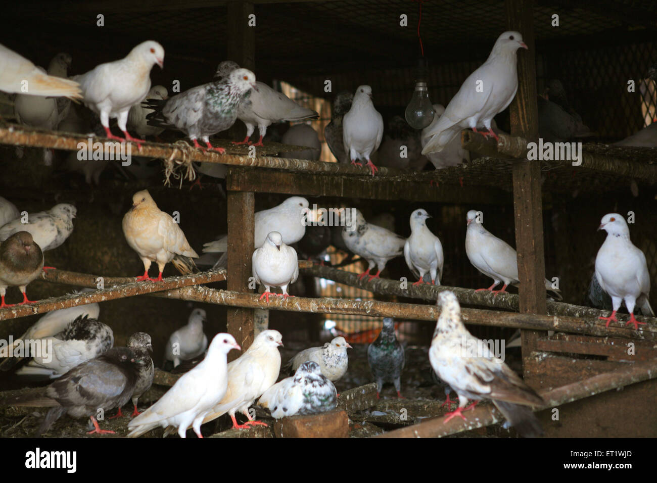 Pigeons in cage ; Bombay Mumbai ; Maharashtra ; India Stock Photo, Royalty Free Image 83635285