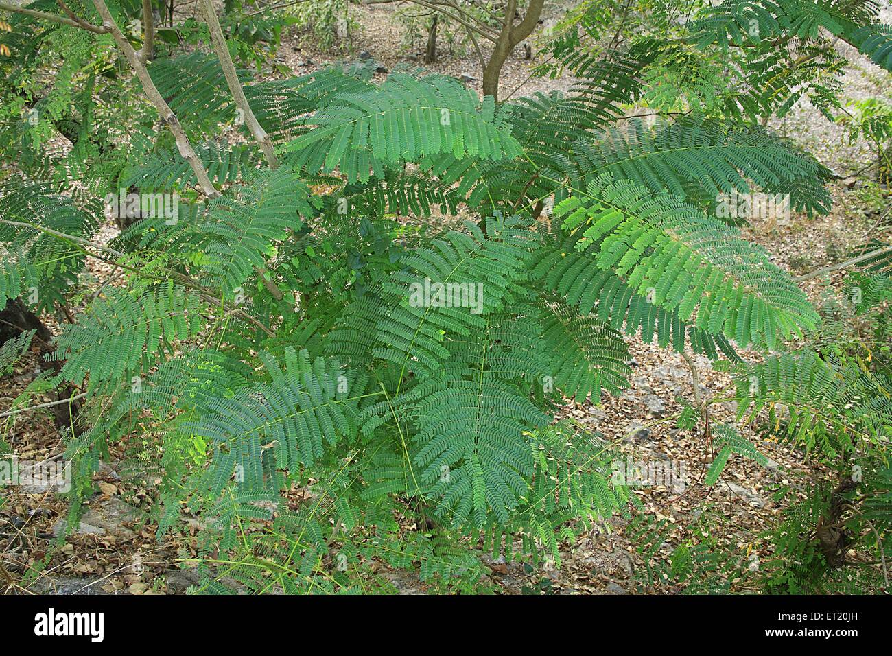 Plants in Sanjay Gandhi National Park ; Borivali ; Bombay Mumbai Stock