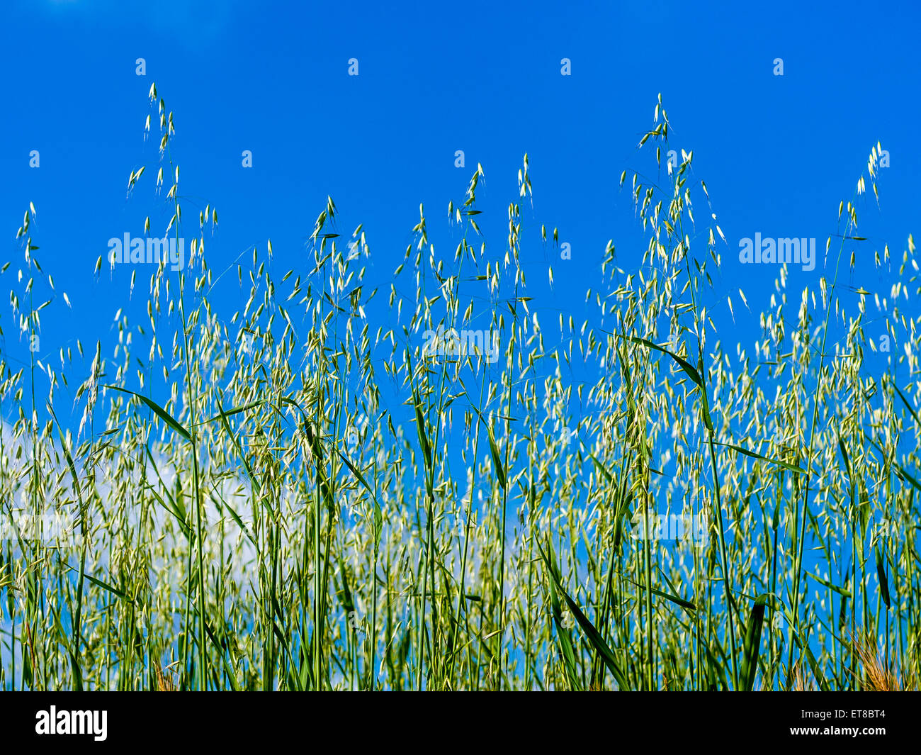 Ripe Oats France Stock Photo, Royalty Free Image 83778132 Alamy