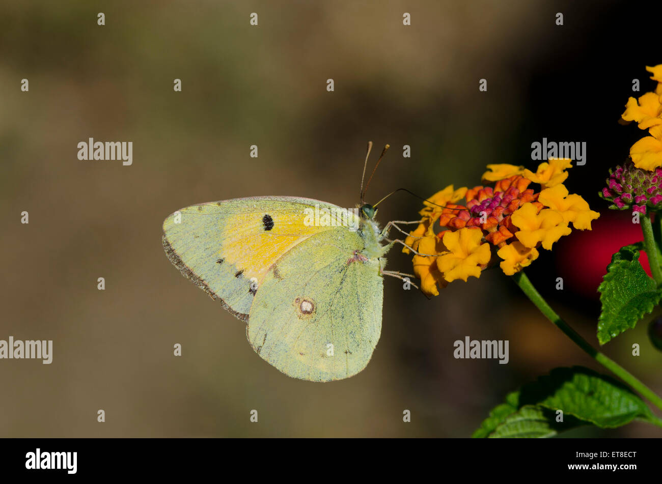 dark-clouded-yellow-or-common-clouded-ye