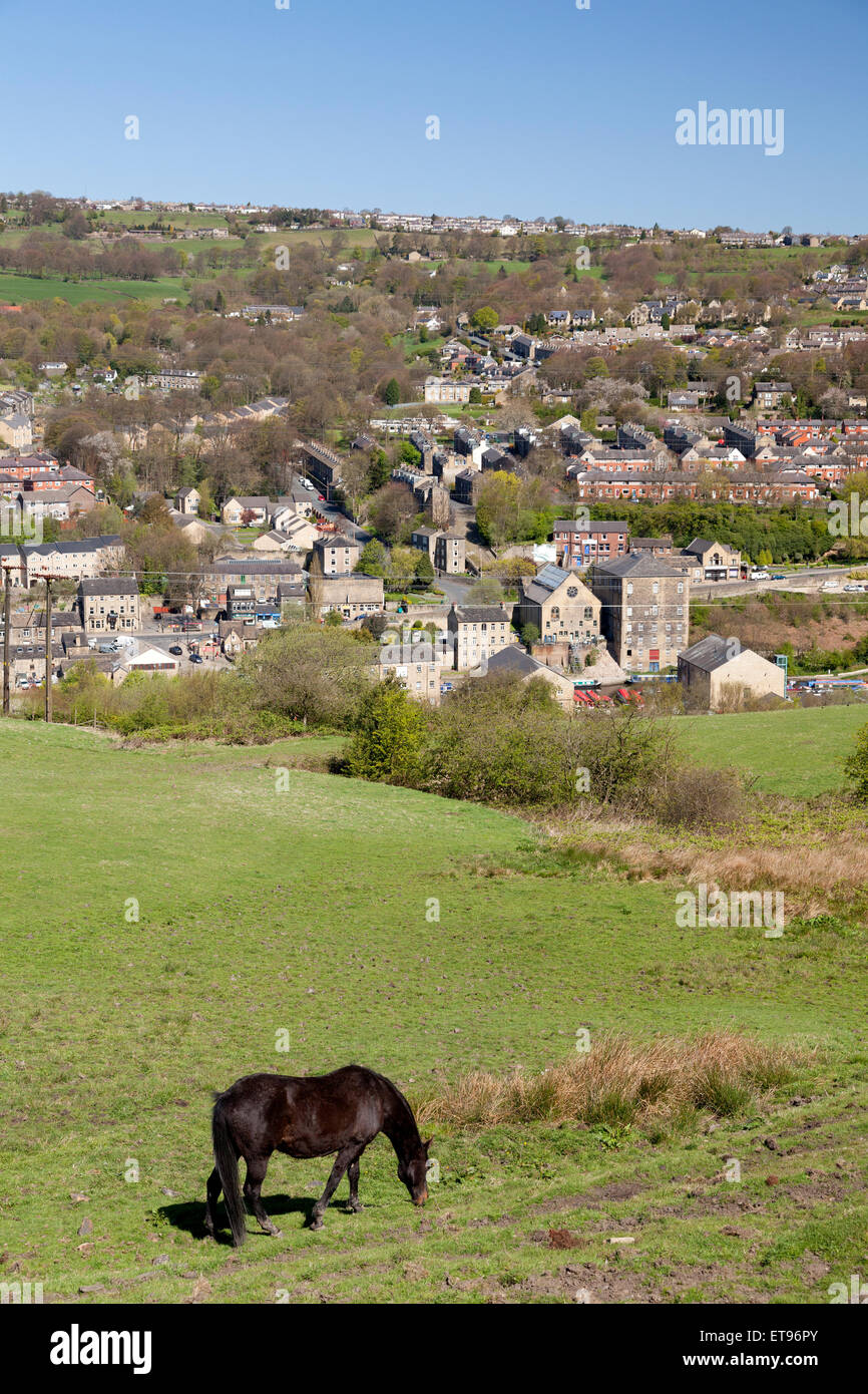 horse-grazing-on-norland-hillside-with-v