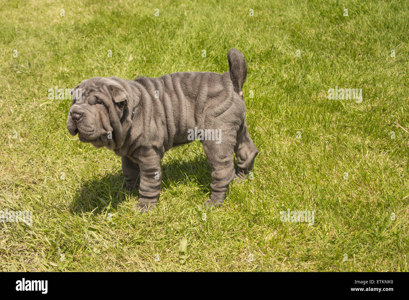 chines-shar-pei-puppy-at-the-age-of-10-w