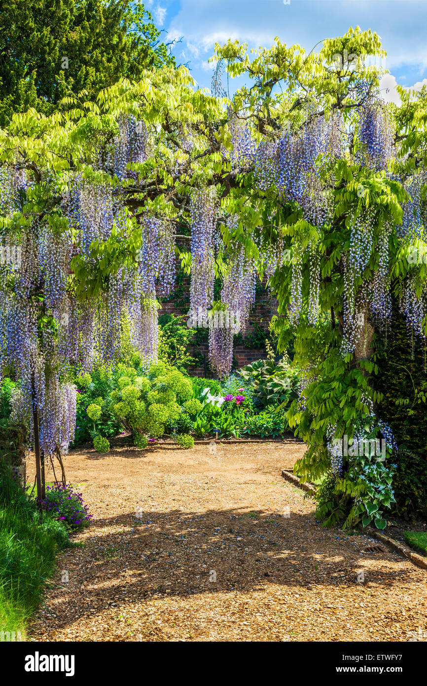 Blue flowering Chinese wisteria sinensis in the walled garden of ... Blue flowering Chinese wisteria sinensis in the walled garden of ...