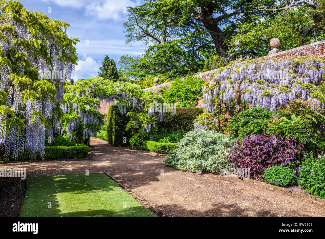 Blue flowering Chinese wisteria sinensis in the walled garden of ... Blue flowering Chinese wisteria sinensis in the walled garden of ...