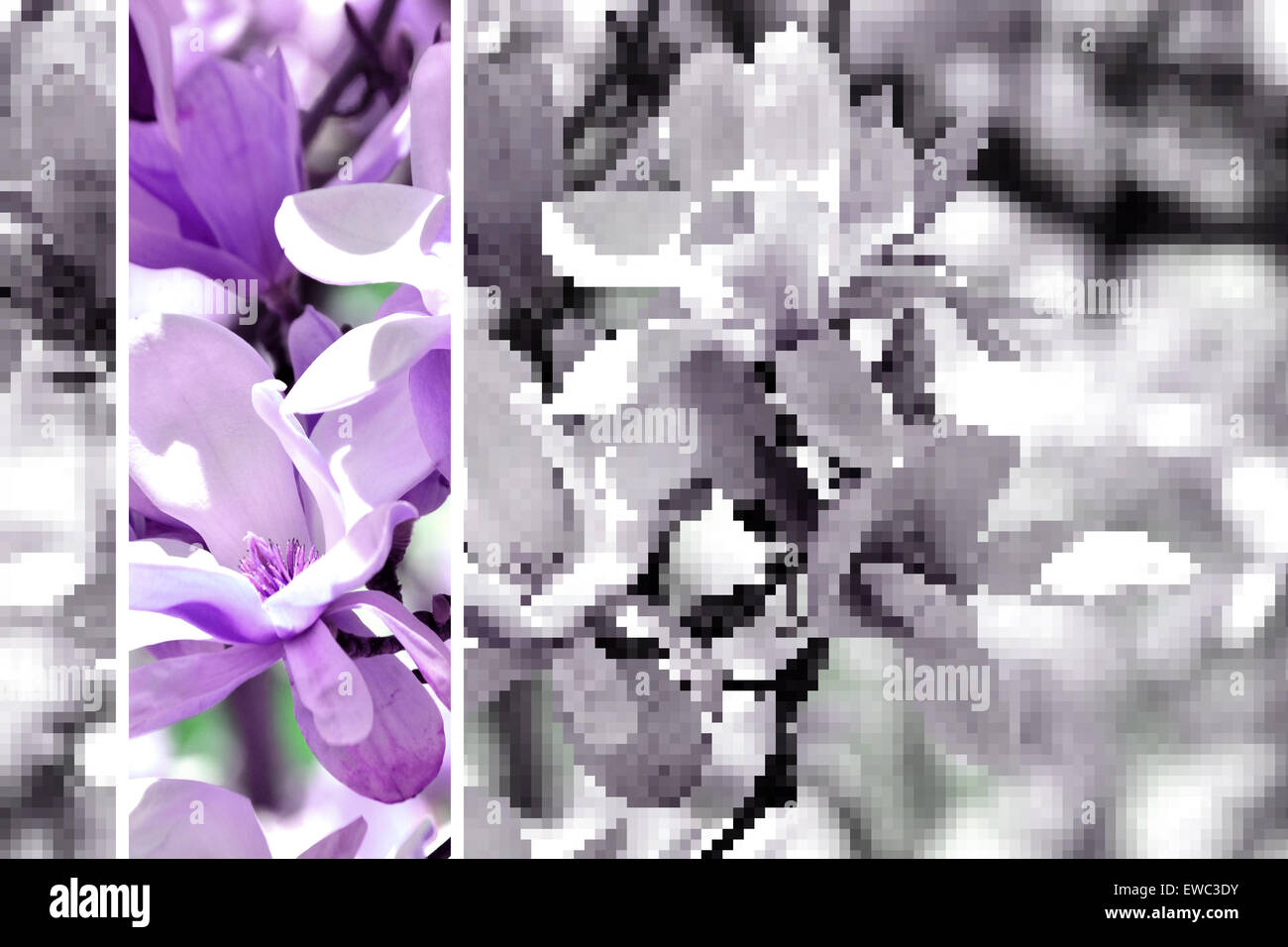 flowers-with-violet-and-pixelated-effect