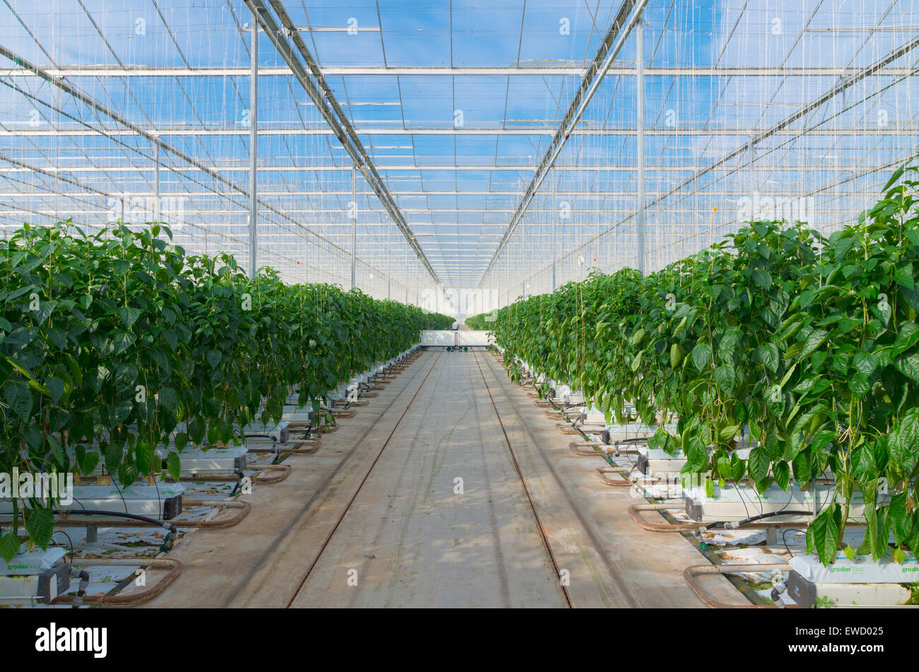 cultivation of green bell peppers in a commercial greenhouse in the